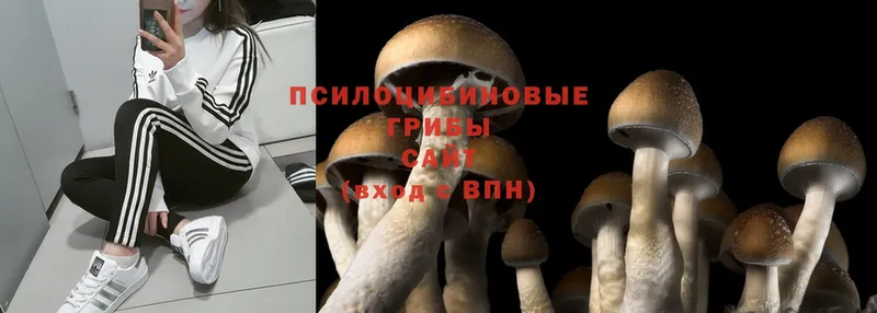 Галлюциногенные грибы Magic Shrooms Курчатов